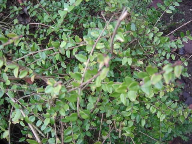 Lonicera nitida 'Silver Beauty'